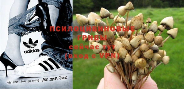 PSILOCYBIN Армянск